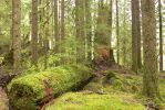 PICTURES/Sol Duc - Ancient Groves/t_Mossy Log4.JPG